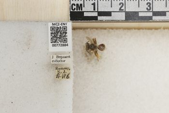 Media type: image;   Entomology 772884 Aspect: Labels